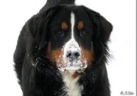 Berner sennenhunde werden nicht nur aufgrund ihres gutmütigen temperaments geschätzt. Hunderassen Berner Sennenhund Durrbachler Bouvier Bernois Bernese Mountain Dog Perro Boyero De Montana Bernes