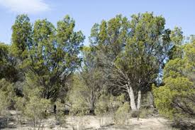 Image result for Callitris