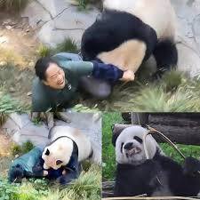 SAD NEWS: Just 30 minutes ago, at the Green Valley Zoo (Oregon, USA),  32-year-old Michael Torres was still doing his usual job – bringing  breakfast to “Bai Yun”, the zoo's famous 7-year-old