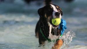 Get the inside scoop on jobs, salaries, top office locations, and ceo insights. Swimming With Dogs In Northern Colorado Where To Go How To Stay Safe