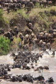 Migration Burrard Lucas Photography African Wildlife Africa Travel African Animals