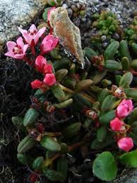 Image result for Galenia procumbens