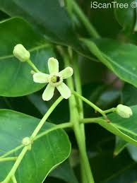 Image result for Ekebergia