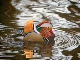 Разорившийся маклер duck duck амер. Rare Bird Rare Duck Makes Appearance In Assam After Nearly 120 Years What Makes The Mandarin Duck So Entrancing India News
