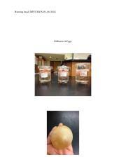 Egg osmosis _ introduction according to the anatomy and physiology textbook. Diffusion And Osmosis In Egg Lab Report Pdf Running U200b U200bhead U200b U200bdiffusion U200b U200bin U200b U200ban U200b U200begg Diffusion U200b U200bin U200b U200beggs Diffusion U200b Course Hero