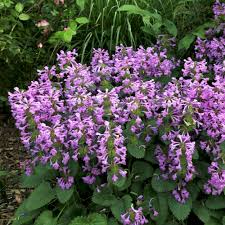 Image result for Stachys