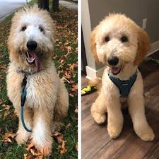 How to get the teddy bear haircut on a goldendoodle? Short Labradoodle Haircut Ideas 20 Before And After Photos