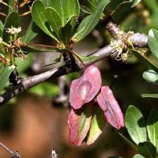 Image result for Terminalia randii