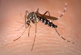 We failed to deliver your message. Ocracoke Public Enemies Mosquitoes Ticks And Green Heads Ocracoke Observer