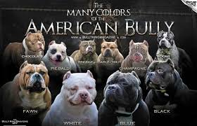 The Many Colors Of The American Bully Bully King Magazine