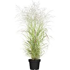 Die rutenhirse (panicum virgatum) ist staude des jahres 2020 und das nicht ohne grund. Garten Rutenhirse Hanse Herms Braun Topf O Ca 23 Cm Panicum Kaufen Bei Obi