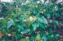 Image result for Thespesia populneoides