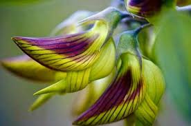 Image result for Crotalaria unicaulis