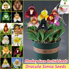 Face Orchid Flower Seeds ...