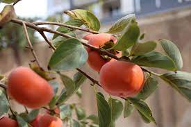 Fruit trees are producing fruit, too! 12 Yummy Fruits You Must Try In Iran My Persian Corner