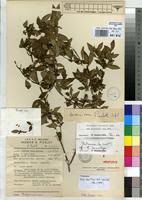 Image result for Tristemma leiocalyx