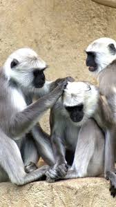 three monkeys zoo 750x1334 iphone 8 7 6 6s wallpaper background picture image three monkeys zoo 750x1334 iphone 8 7