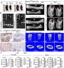 They are still remembered as an exciting live act and their two albums are available exclusively here. Runt Related Transcription Factor 1 Is Required For Murine Osteoblast Differentiation And Bone Formation Journal Of Biological Chemistry