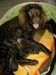 Image result for americký vodní španěl