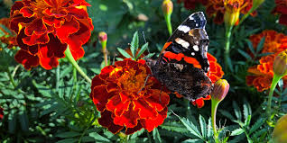 Cow dung and cow urine are the best manures for marigold plant. Pest Control With Marigolds Archives This Is My Garden