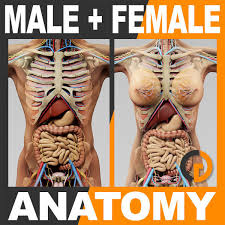 Female anatomical figure, with internal view of organs wellcome l0041281.jpg 2,820 × 4,004; 3d Human Anatomy Body Skeleton And Internal Organs