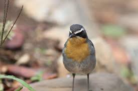It depends on how close the goblins live to the player characters. Cape Robin Chat Sanbi