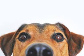 Your pet's eye or eyes appear red in color due to increased inflammation. Can Dogs Get Pink Eye