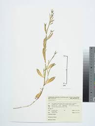 Image result for Lobelia anceps