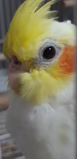 Just So Sweet Creativediysandall Cockatiel Cockatiels Sultanpapaganlari Birds Animals Kuslar Cute Birds Cute Animals Diy Bird Toys