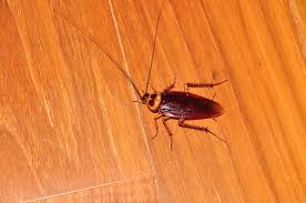 Brush, weeds, and tall grass may allow them to approach your house undetected with ease. 6 Natural Methods For Keeping Cockroaches Away From Your Home