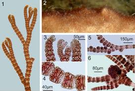 Image result for Centropodia