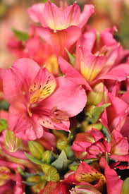 Red and white filler flowers. Filler Flowers Inc Alstromeria Gypsophila Tesselaar Flowers
