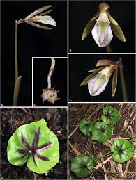 Image result for Nervilia adolphi