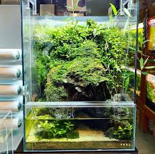 Dooa System Terra 30 With Mist Flow Aqua Forest Aquarium Facebook