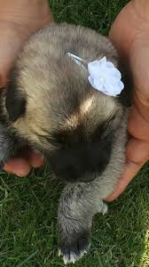 Baretta Kangal