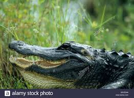 4+ ages 4+ 1 hour duration 1 hour; Mississippi Alligator Krokodil Alligator Mississippiensis Nahaufnahme Kopf Krokodil Reflexion Usa Amerika Uni Stockfotografie Alamy