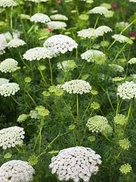 Umbellifers The Best Alternatives To Cow Parsley Flower Seeds Flower Garden Queen Annes Lace