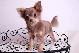 Blue And Lilac Chihuahua Puppies Gorebridge Midlothian Pets4homes Chihuahua Puppies Cute Chihuahua Blue Chihuahua