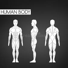 We'll go over all the muscles in your upper arm and forearm as well as explain some common conditions that can affect them. Full Body Muscle Stock Illustrations 1 407 Full Body Muscle Stock Illustrations Vectors Clipart Dreamstime