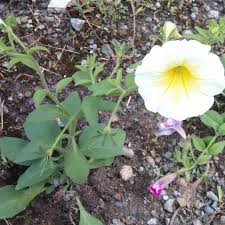 Image result for Petunia axillaris