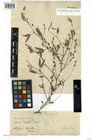 Image result for Zornia glochidiata