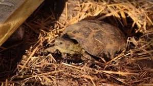 The pink belly sideneck turtle have recently been introduced to the north american turtle lovers. Pink Belly Sideneck Turtle Care Sheet Reptiles Cove