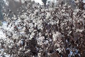 Maybe you would like to learn more about one of these? Clematis Im Winter Mediendatenbank