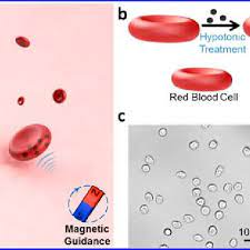Use them in commercial designs under lifetime, perpetual & worldwide rights. Red Blood Cell Rbc Motors A Schematic Illustration Of Magnetically Download Scientific Diagram