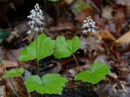 Image result for Nidorella ivifolia