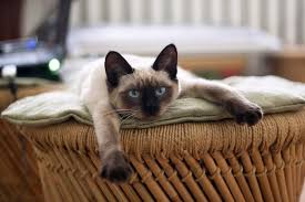 Find dogs find cats find birds find rabbits find horses. Siamese Cat Facts