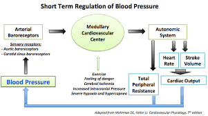 Blood pressure is the force of blood pushing against blood vessel walls. File Short Term Regulation Of Blood Pressure Png Wikidoc