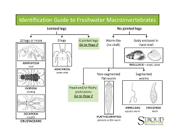 macroinvertebrate identification key