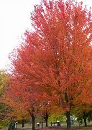 Acer X Freemanii Autumn Blaze Freeman Maple