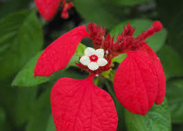 Image result for Mussaenda